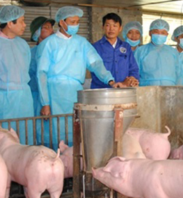 8 phòng xét nghiệm miễn phí dịch tả lợn châu Phi